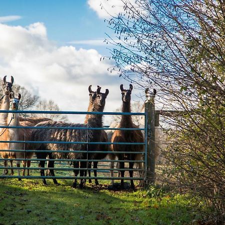 The Merry Harriers Bed & Breakfast Godalming Eksteriør bilde