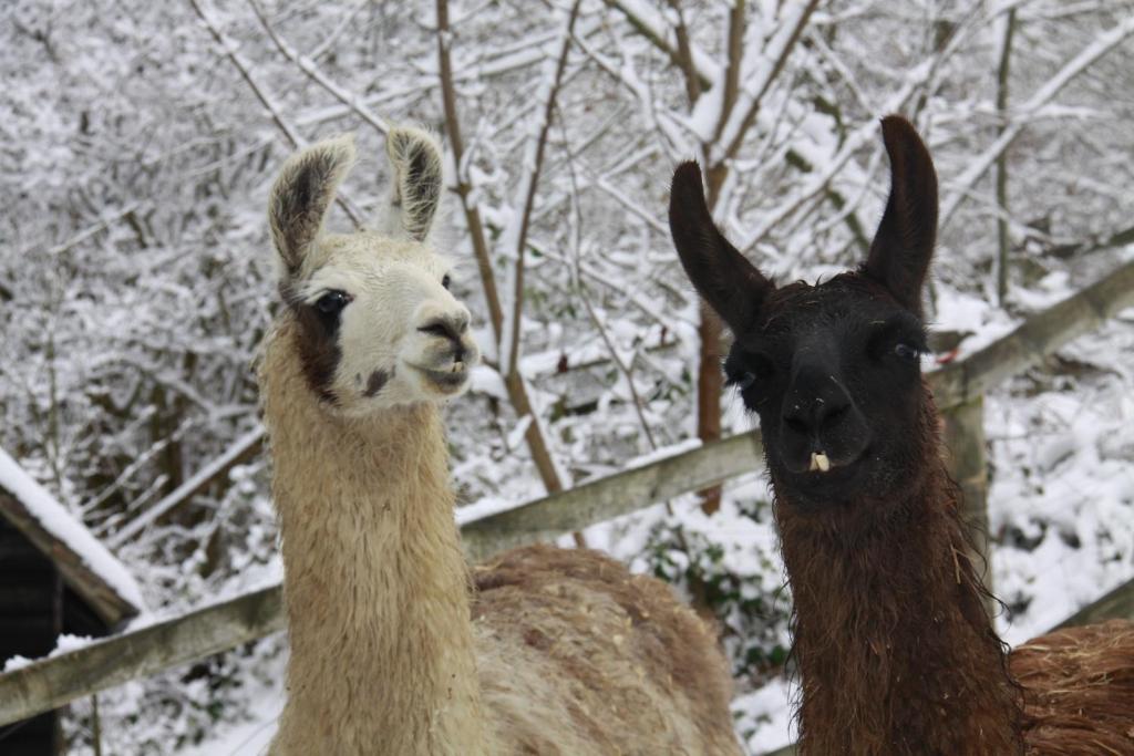 The Merry Harriers Bed & Breakfast Godalming Eksteriør bilde