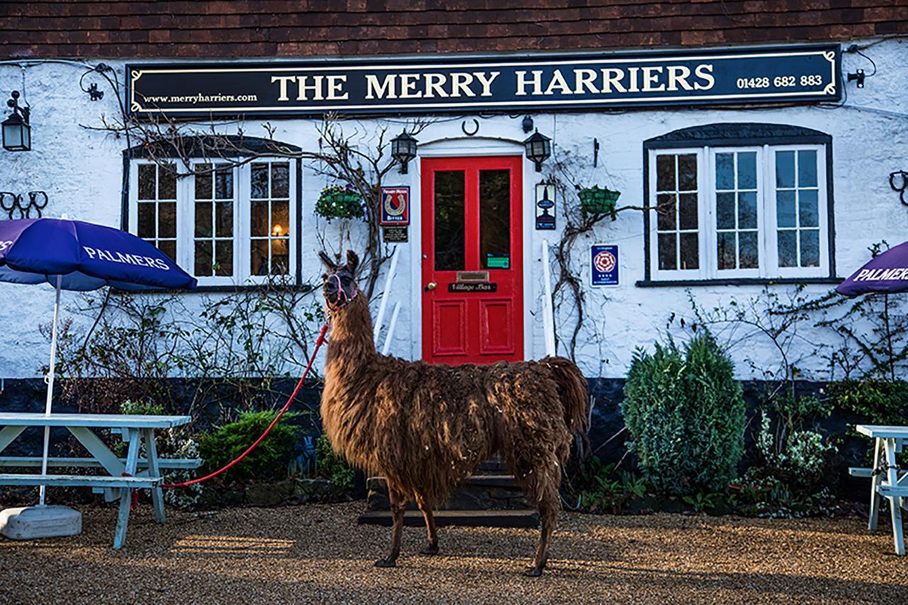 The Merry Harriers Bed & Breakfast Godalming Eksteriør bilde