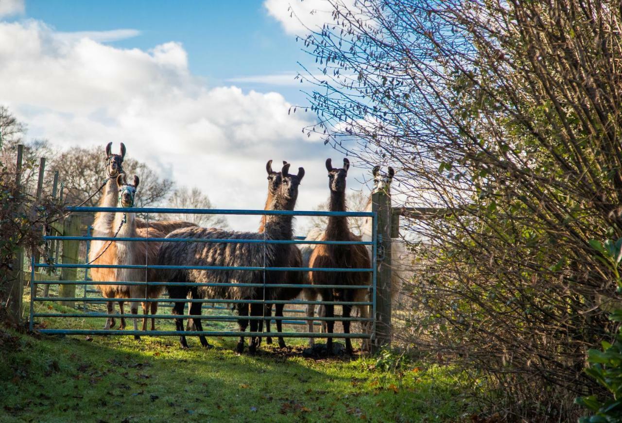 The Merry Harriers Bed & Breakfast Godalming Eksteriør bilde